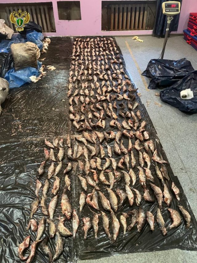 В Якутии двое браконьеров предстанут перед судом за вылов 579 рыб в Индигирке