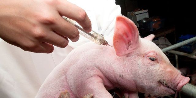 В Якутии принята Стратегия развития государственной ветеринарной службы