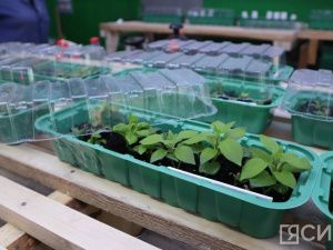 Попробуйте посадить семена этим способом - всхожесть до 100%