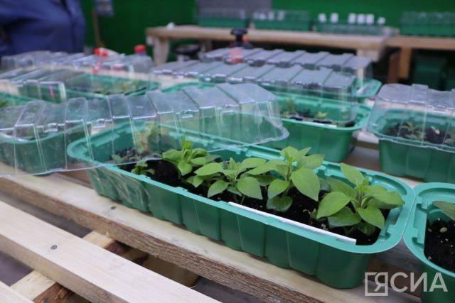 Попробуйте посадить семена этим способом - всхожесть до 100%