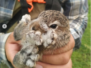 Фотофакт: Якутские сенокосчики поймали зайчонка и отпустили