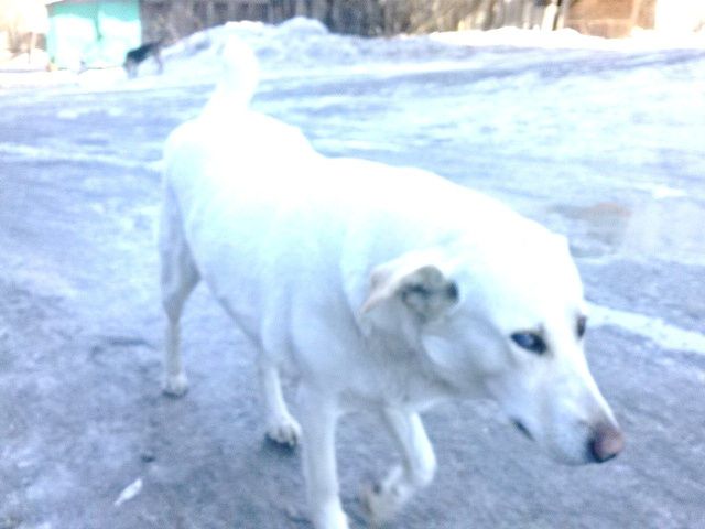 СОБАЧЬЕ СЕРДЦЕ: ОНО ТОЖЕ СПОСОБНО ЛЮБИТЬ! Пес прошел десятки километров, чтоб вернуть свою любимую