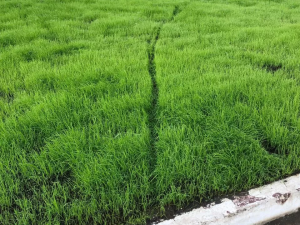 Мэр Якутска попросил не ходить по газону!