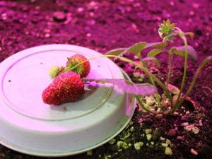 В Хангаласском районе Якутии школьники круглогодично выращивают овощи, цветы и ягоды