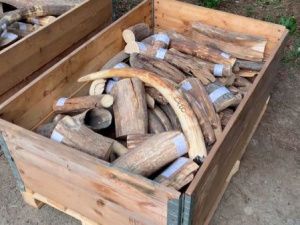 Контрабандисты вывозят тоннами бивни якутских мамонтов в Европу