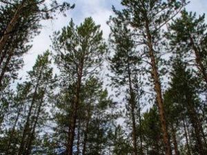 МВД: в лесах Якутии продолжают пропадать люди