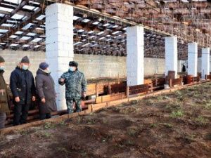 В исправительной колонии № 7 планируется выращивание сеянцев лиственницы и сосны 