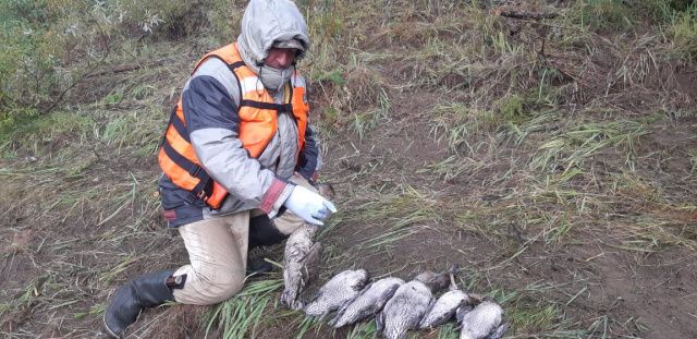 Исследования на птичий грипп проводят в трех районах Якутии