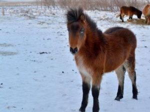  Житель Якутии застрелил чужих жеребят