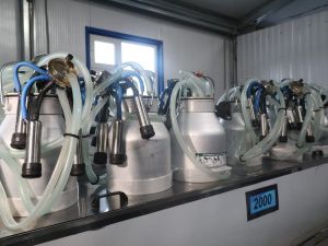 В Бясь-Кюёле в кратчайшие сроки восстановили животноводческий комплекс хозяйства «Атамай»