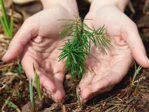 В Якутии  стартует ежегодная Всероссийская акция «Сохраним лес»