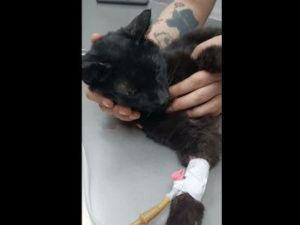 В Якутске спасли кота, который две недели прожил на холоде без еды и воды