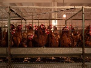 Якутская птицефабрика выполнит годовой план производства в 100 млн яиц