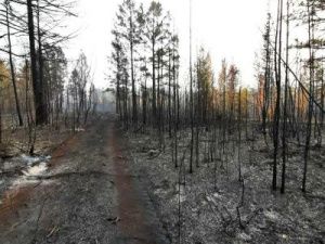 Ужасные последствия лесного пожара около Якутска