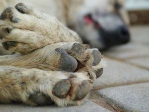 В Якутии потратят 100 миллионов на безнадзорных животных