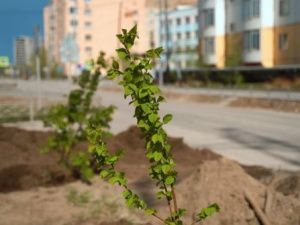 На улицах Якутска зацветут яблони, акации и черемуха
