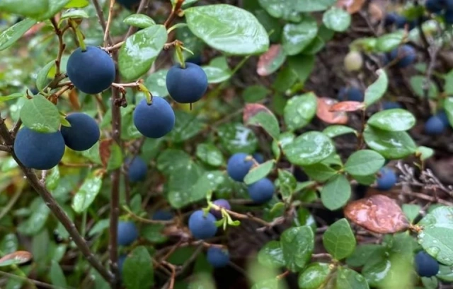 В департаменте ветеринарии Якутии опровергли сообщение о радиоактивных ягодах в Алданском районе