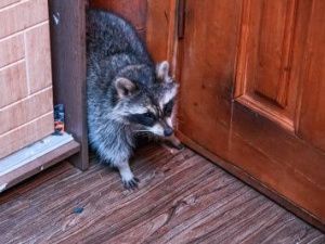 Айсен Николаев пообщался с енотом…и многодетной семьей!