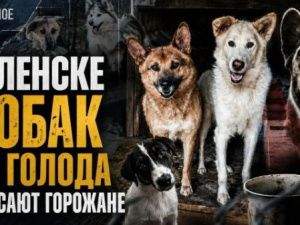 После расторжения муниципального контракта почти 200 собак в Ленском приюте остались без понятного источника финансирования — от голода их сейчас спасают горожане