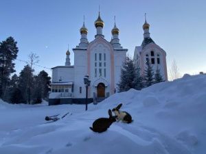 Чудеса под Новый год, или Откуда в центре Нерюнгри кролики?