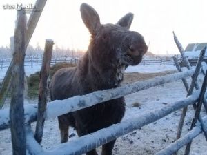 Лосенок Бээчэ ждет решения авиакомпании