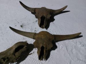 В Якутии возник скандал из-за задержания машины с продуктами для студентов. Оказалось, что водитель перевозил кости древних животных без лицензии