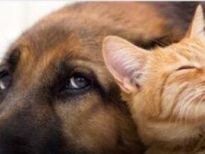 В Якутске продолжается регистрация домашних животных