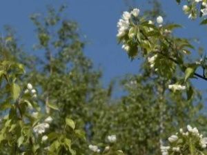 В ботаническом саду Мирного зацвели яблони