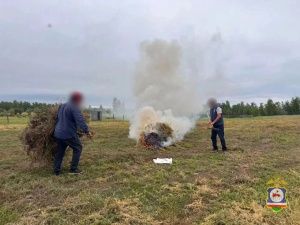 В Якутии в ходе операции «Мак-2026» уничтожили 8 тонн дикорастущей конопли
