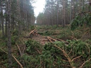 Мэрия Якутска: Вырубка леса на Окружном шоссе законна