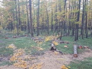 Житель Якутии незаконно вырубил 200 деревьев