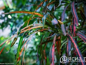 Джунгли в Якутии:  Северный ботанический сад собрал богатую коллекцию тропических растений