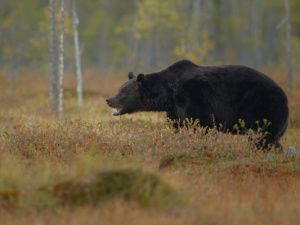 Жуткое нападение медведя: Смертельный ужас в диких лесах Якутии