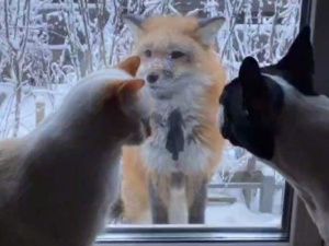 В Якутске нашелся хозяин "рождественской лисицы"