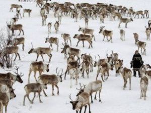 В Якутии запустят программы «Молодой оленевод» и «Учитель Арктики»