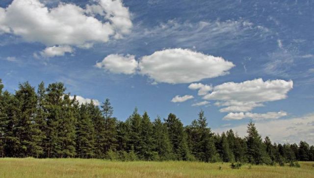 Минэкологии Якутии опровергает информацию о вырубке защитных лесов вдоль Амги