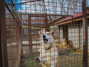 Мы в ответе за тех, кого приручили молодогвардейцы оказали помощь приютам во Всемирный день бездомных животных