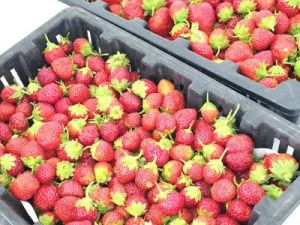 Свежая клубника от Артура Эм в самом центре Якутска!