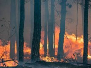 Айсен Николаев: практически все села Якутии спасли, пустив встречный отжиг