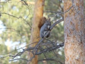Погодная аномалия: Весенний привет в разгар зимы