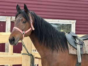 В Вилюйском районе реализовали первый грант по направлению «Агротуризм»