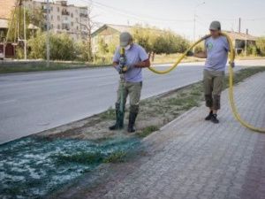 Красота по-американски: В Якутске посадили инновационный газон