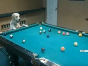 Кинолог из Якутска научил свою собаку играть в бильярд
