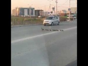 Мама утка с детьми переходят дорогу в Якутске! (видео)