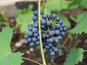 Якутский виноград. Ученики 2 Мальжагарской агрошколы получили урожай в теплице