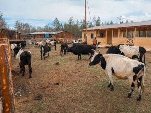 В Якутии работают 348 летних ферм-сайылыков