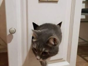 Якутский телеведущий занялся продажей туалетов для кошек