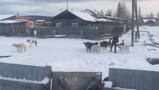 Прокуратура провела проверку по факту нападения собак на мальчика в Амгинском улусе