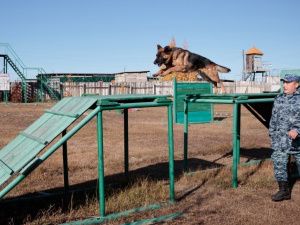 Для кинологов со служебными собаками в УФСИН Якутии провели соревнования по многоборью