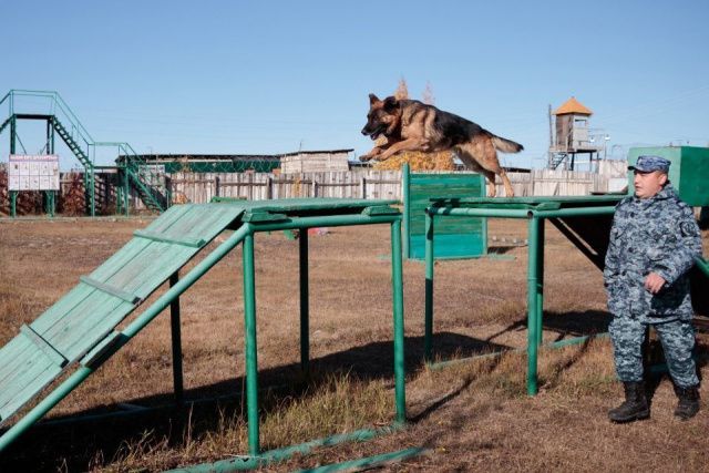 Для кинологов со служебными собаками в УФСИН Якутии провели соревнования по многоборью